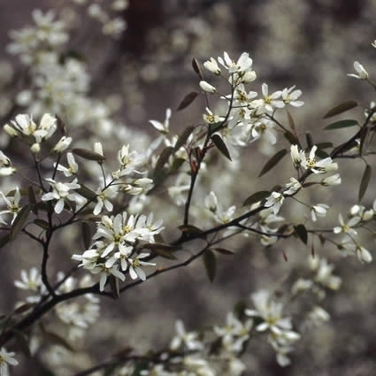  Krentenboompje, Bosplantsoen (Amelanchier Lamarckii)