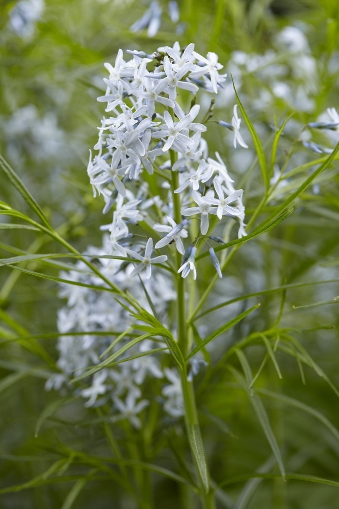  Blauwe Ster (Amsonia Hubrichtii)