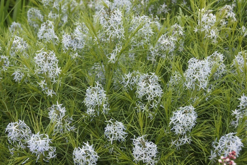  Blauwe Ster (Amsonia Hubrichtii)