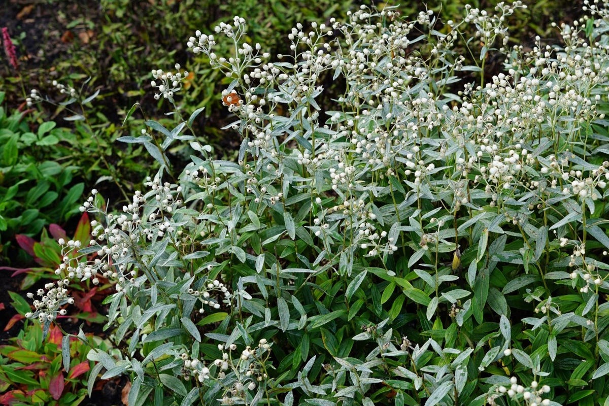  Siberische Edelweiss (Anaphalis Triplinervis)
