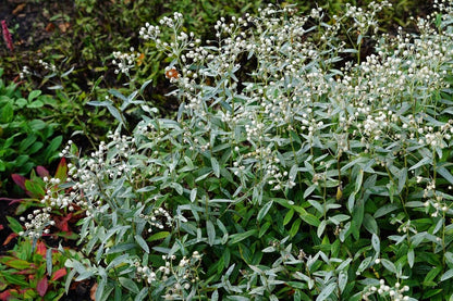  Siberische Edelweiss (Anaphalis Triplinervis)