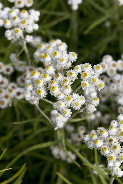  Siberische Edelweiss (Anaphalis Margaritacea)