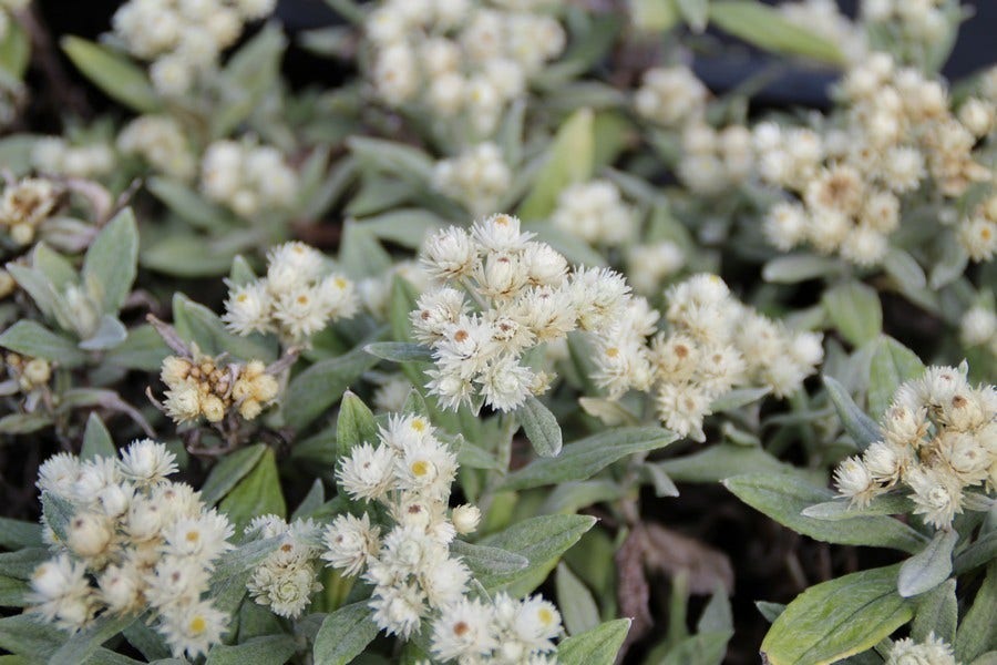  Siberische Edelweiss (Anaphalis Triplinervis)