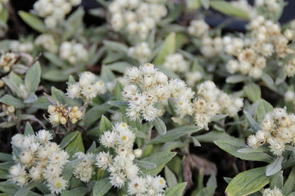  Siberische Edelweiss (Anaphalis Triplinervis)