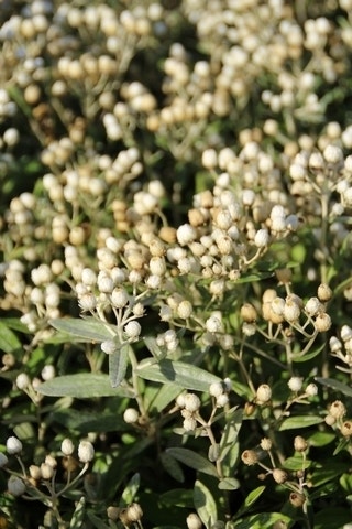  Siberische Edelweiss (Anaphalis Triplinervis)