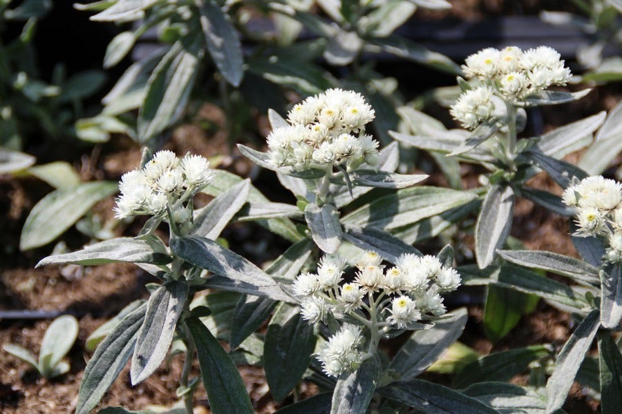  Siberische Edelweiss (Anaphalis Triplinervis)