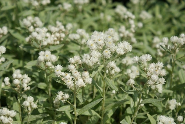  Siberische Edelweiss (Anaphalis Triplinervis)