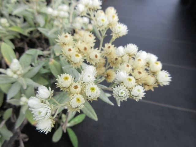  Siberische Edelweiss (Anaphalis Triplinervis)