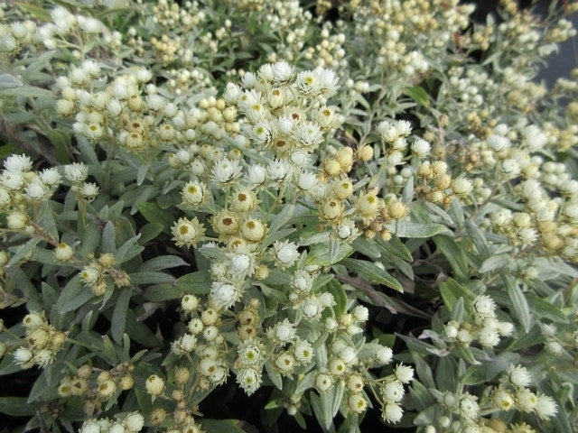  Siberische Edelweiss (Anaphalis Triplinervis)