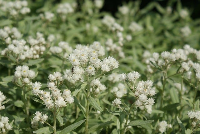  Siberische Edelweiss (Anaphalis Triplinervis)