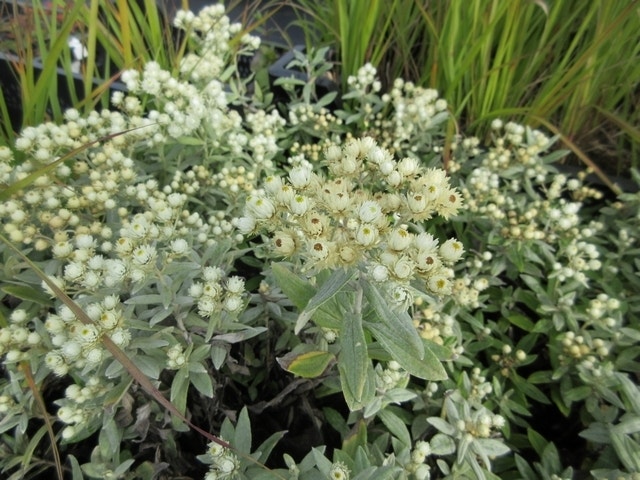  Siberische Edelweiss (Anaphalis Triplinervis)