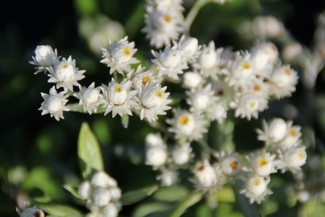  Siberische Edelweiss (Anaphalis Triplinervis)