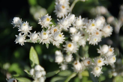  Siberische Edelweiss (Anaphalis Triplinervis)