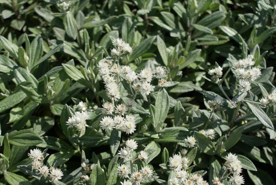  Siberische Edelweiss (Anaphalis Triplinervis)