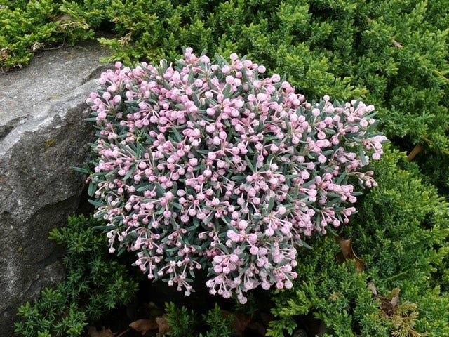  Lavendelheide (Andromeda Polifolia 'Blue Ice')