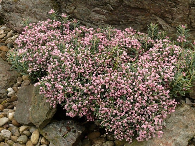  Lavendelheide (Andromeda Polifolia 'Blue Ice')