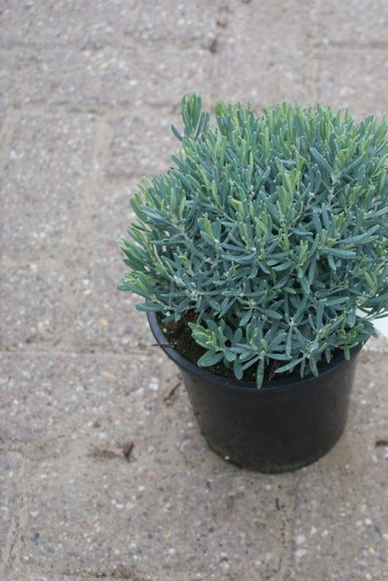  Lavendelheide (Andromeda Polifolia 'Blue Ice')