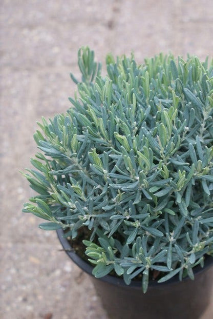  Lavendelheide (Andromeda Polifolia 'Blue Ice')