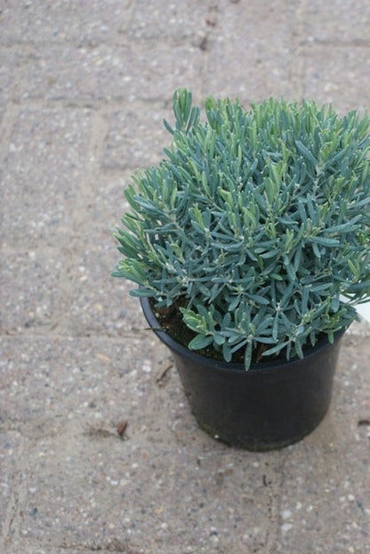  Lavendelheide (Andromeda Polifolia 'Blue Ice')