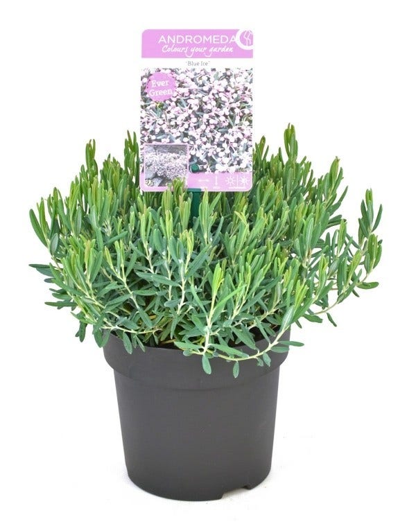  Lavendelheide (Andromeda Polifolia 'Blue Ice')