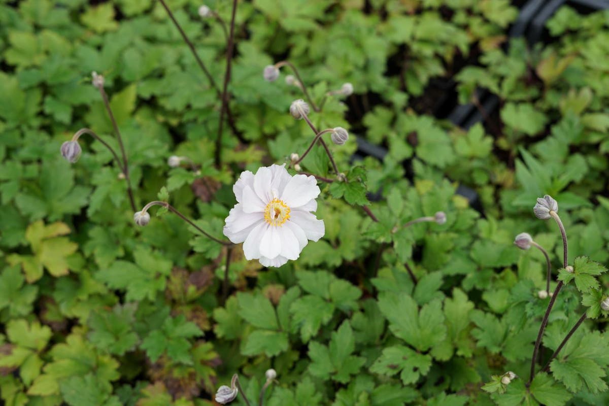  Anemoon (Anemone Dreaming Swan)