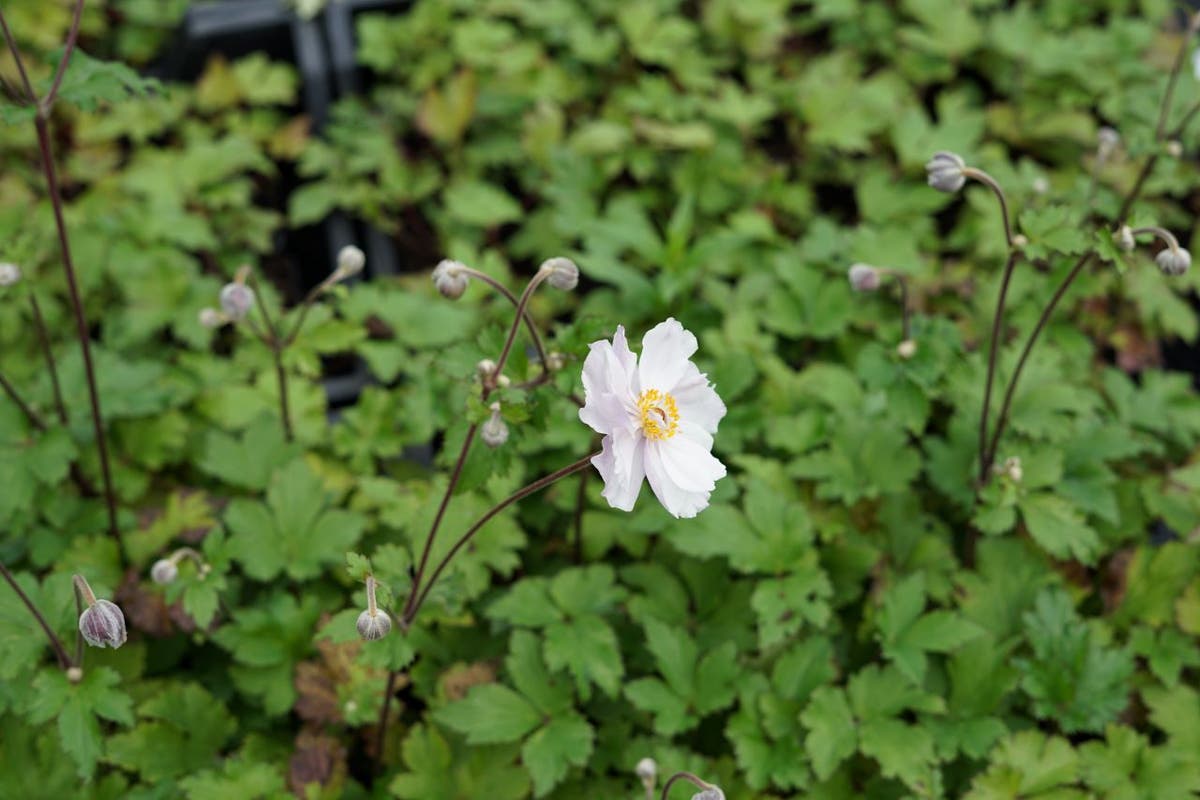  Anemoon (Anemone Dreaming Swan)