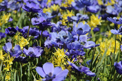 Anemoon/Narcis Mix (Anemone 'Mr. Fokker' En Narcissus 'Twinkling Yellow')