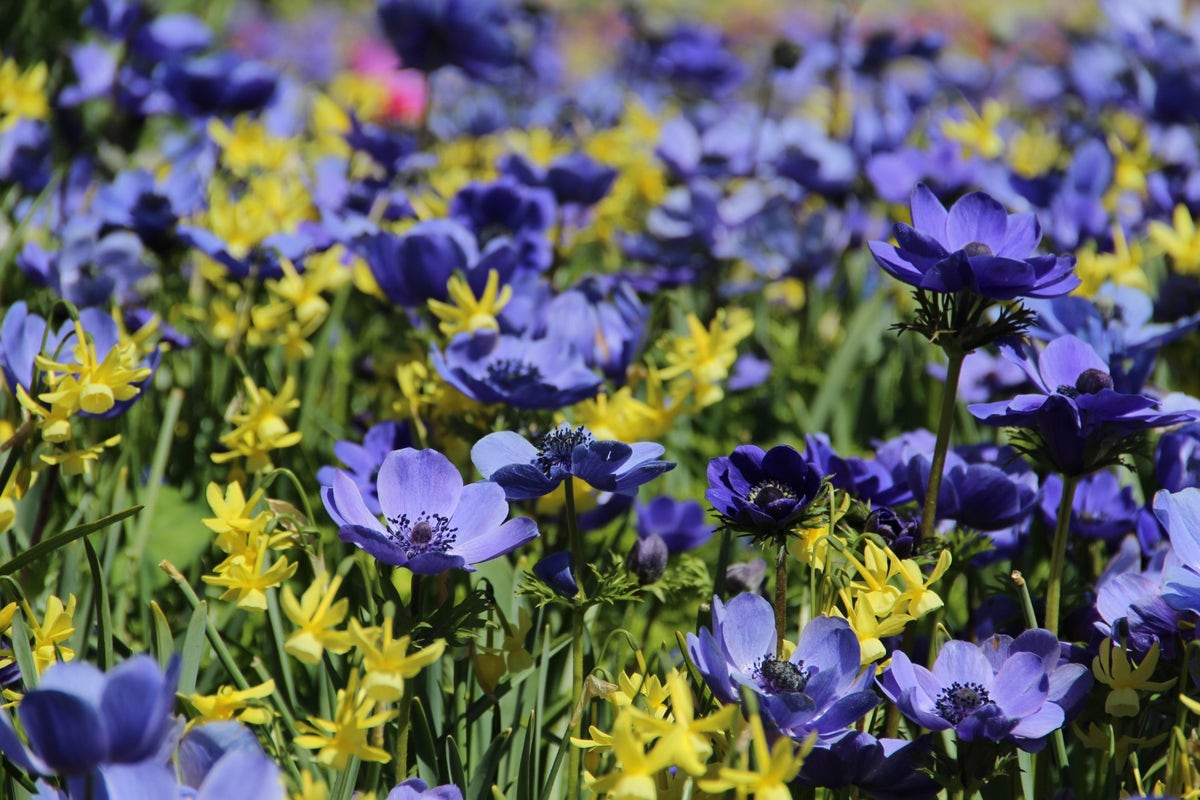  Anemoon/Narcis Mix (Anemone 'Mr. Fokker' En Narcissus 'Twinkling Yellow')