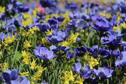  Anemoon/Narcis Mix (Anemone 'Mr. Fokker' En Narcissus 'Twinkling Yellow')