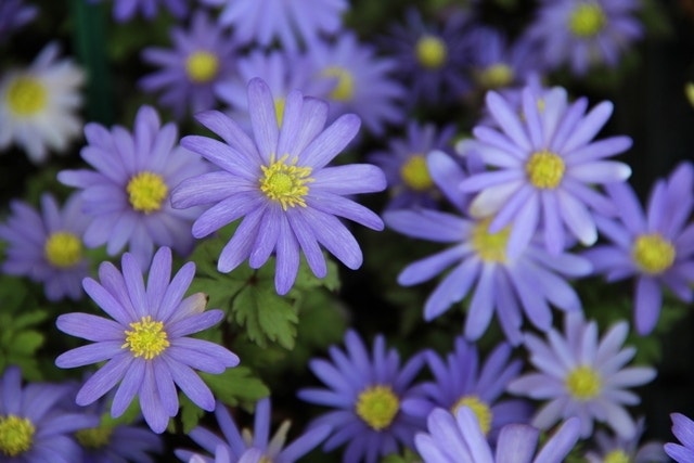  Echte Bosanemoon (Anemone Blanda 'Blue Shades')