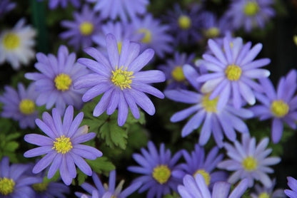  Echte Bosanemoon (Anemone Blanda 'Blue Shades')