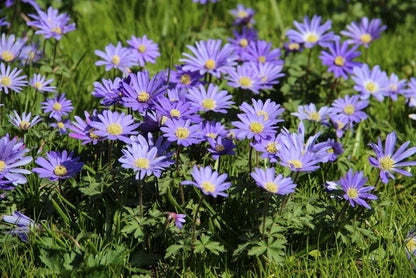  Echte Bosanemoon (Anemone Blanda 'Blue Shades')