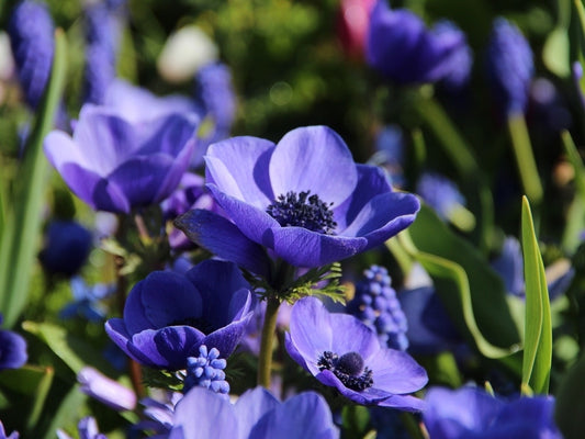  Anemoon (Anemone Coronaria 'Mr. Fokker')