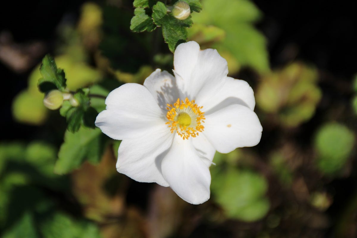  Herfstanemoon (Anemone 'Honorine Jobert')