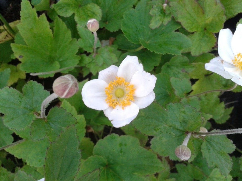  Herfstanemoon (Anemone 'Honorine Jobert')