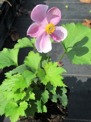  Anemoon (Anemone Hupehensis 'Little Princess')