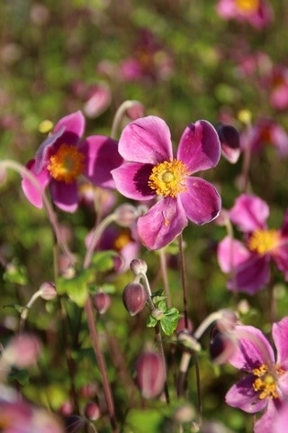  Japanse Anemoon (Anemone Hupehensis 'Splendens')