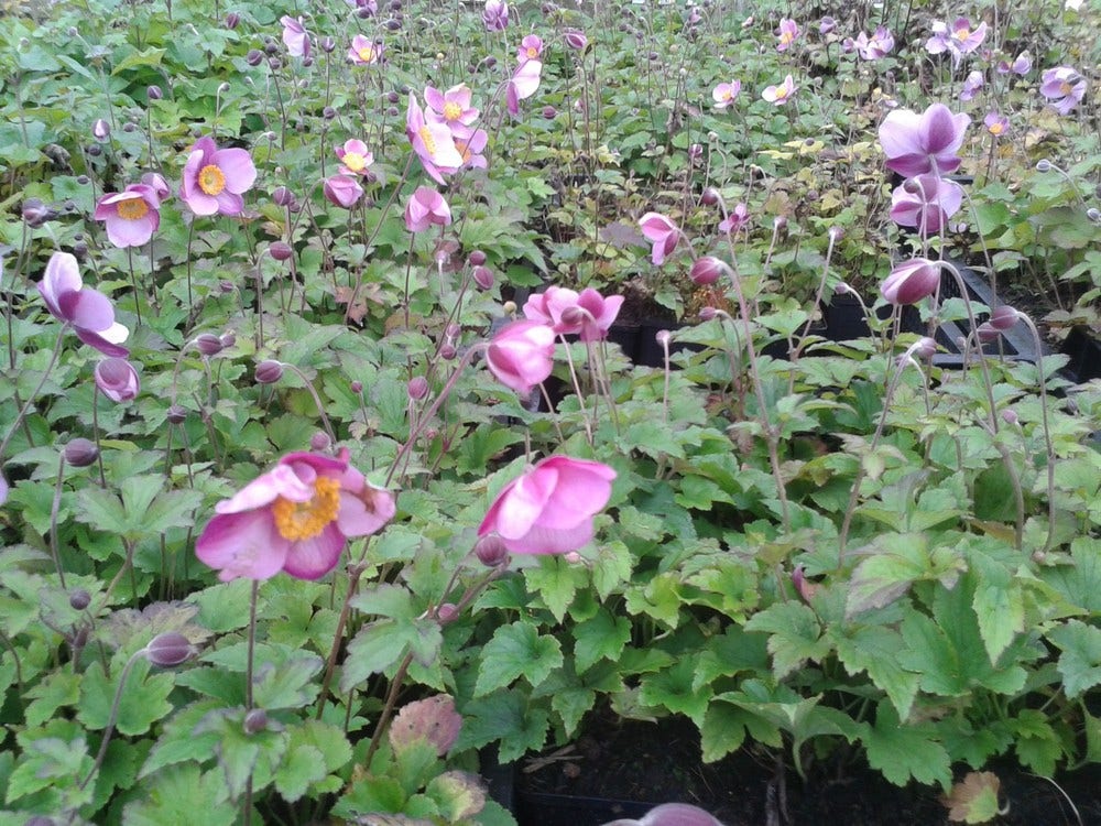  Japanse Anemoon (Anemone Hupehensis 'Splendens')