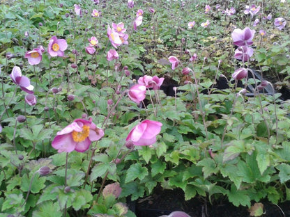  Japanse Anemoon (Anemone Hupehensis 'Splendens')