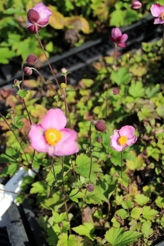 Japanse Anemoon (Anemone Hupehensis 'Splendens')