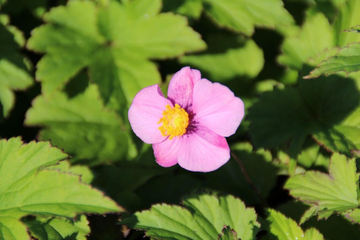  Japanse Anemoon (Anemone Hupehensis 'Splendens')