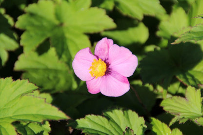  Japanse Anemoon (Anemone Hupehensis 'Splendens')