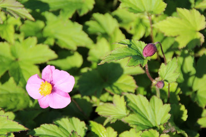  Japanse Anemoon (Anemone Hupehensis 'Splendens')