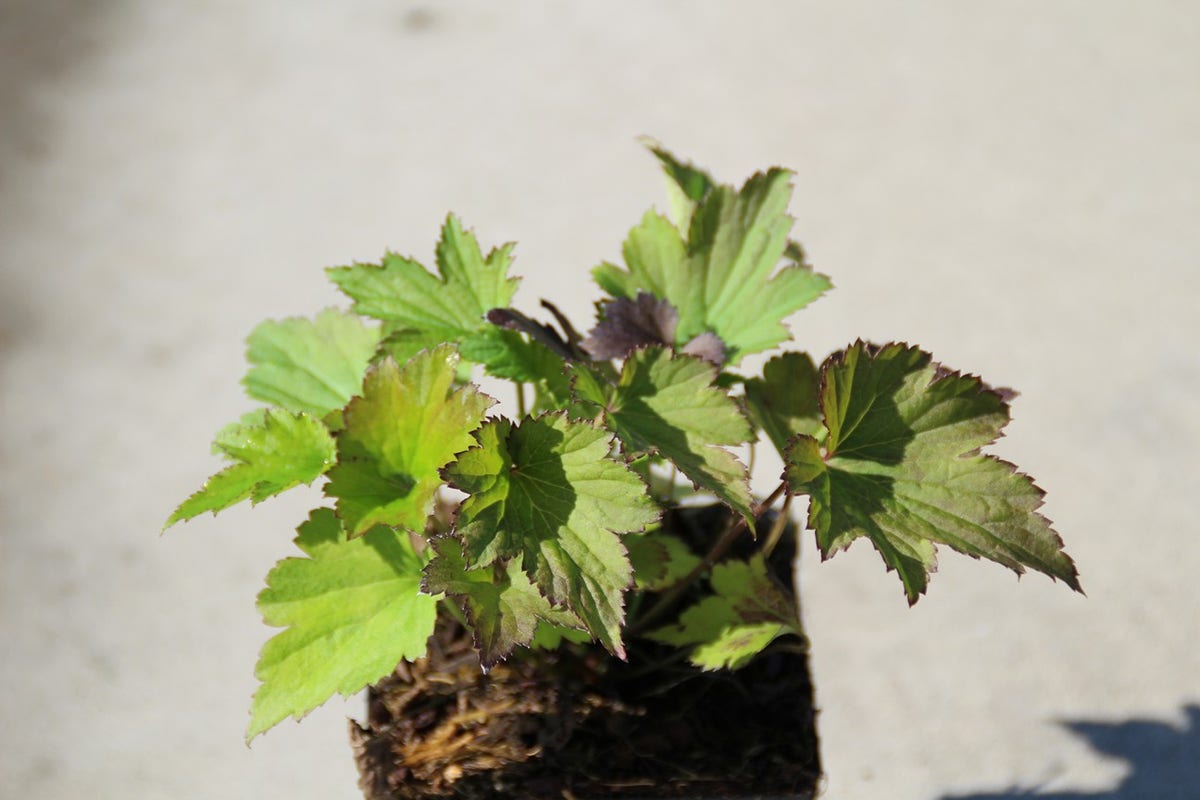  Japanse Anemoon (Anemone Hupehensis 'Splendens')