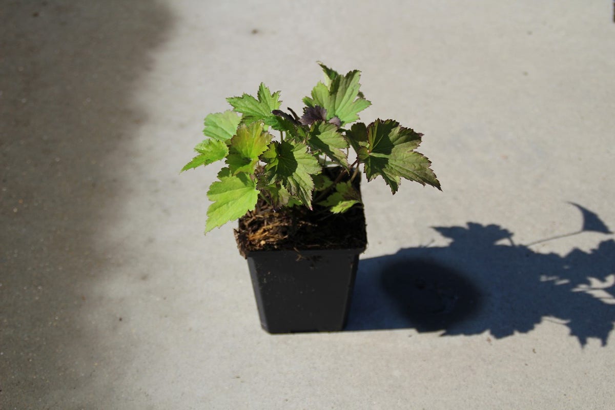  Japanse Anemoon (Anemone Hupehensis 'Splendens')