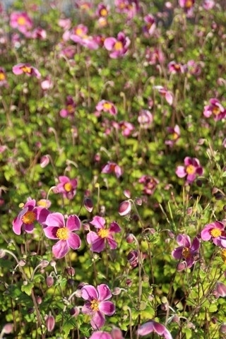  Japanse Anemoon (Anemone Hupehensis 'Splendens')