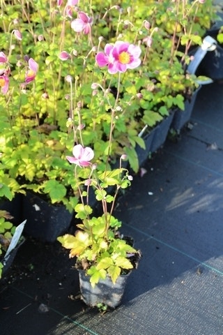  Japanse Anemoon (Anemone Hupehensis 'Splendens')