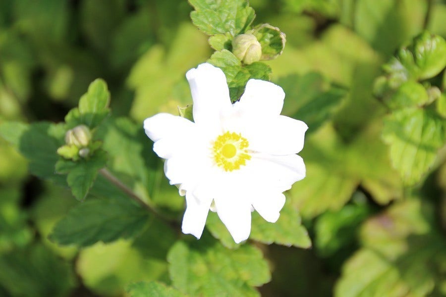  Anemoon (Anemone 'Whirlwind')