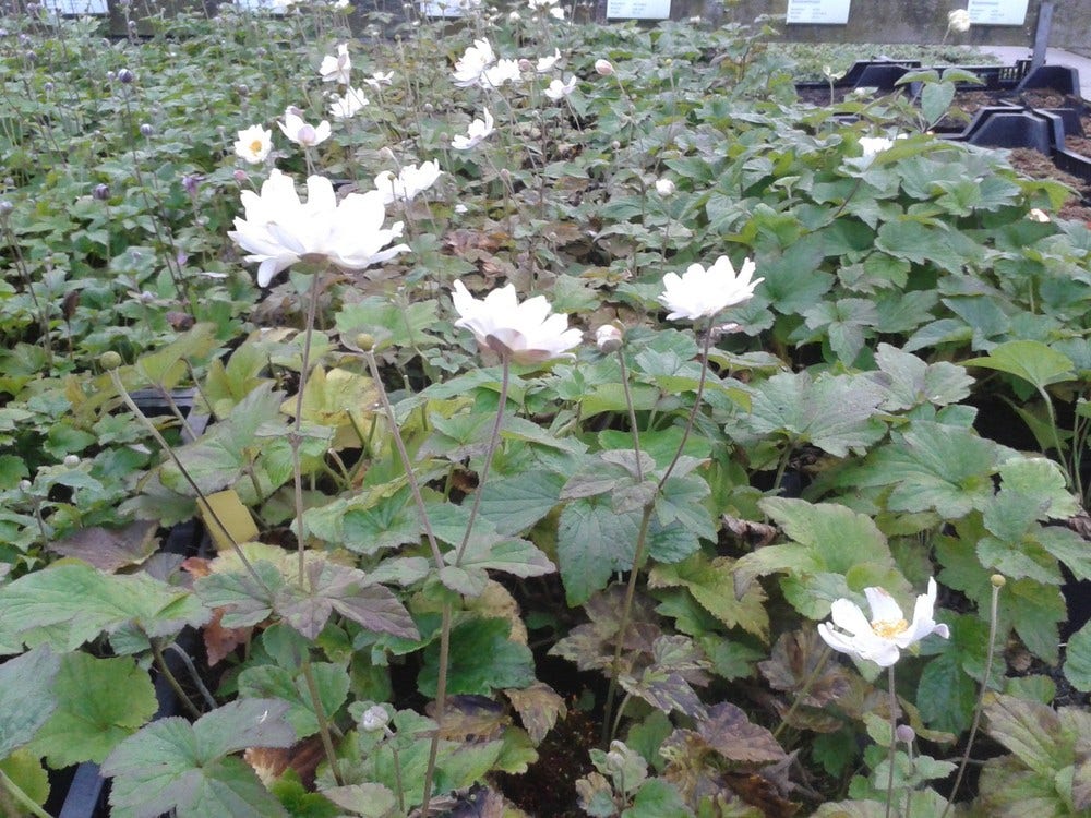  Anemoon (Anemone 'Whirlwind')