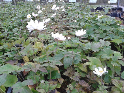  Anemoon (Anemone 'Whirlwind')